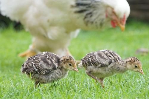 揭秘：鸡身体内隐藏的“黄金”还有这些保健作用