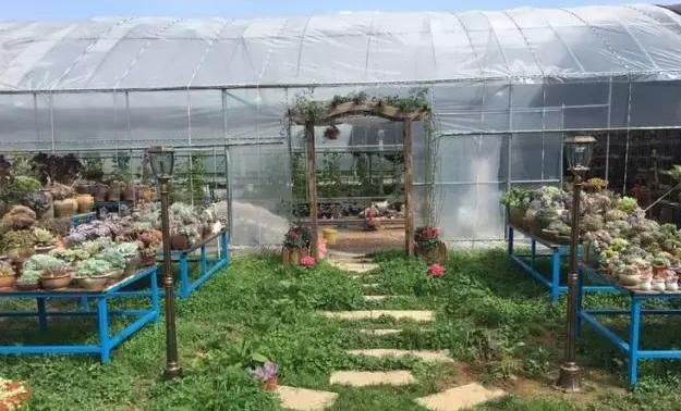 平淡|养肉人的梦想:建一座真正的多肉花园,把平淡的日子过成诗!