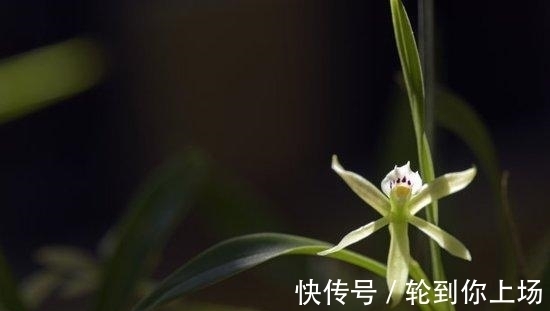 兰花|兰花出现粉虱,千万不能病急乱投医,不然会造成兰花枯死了!