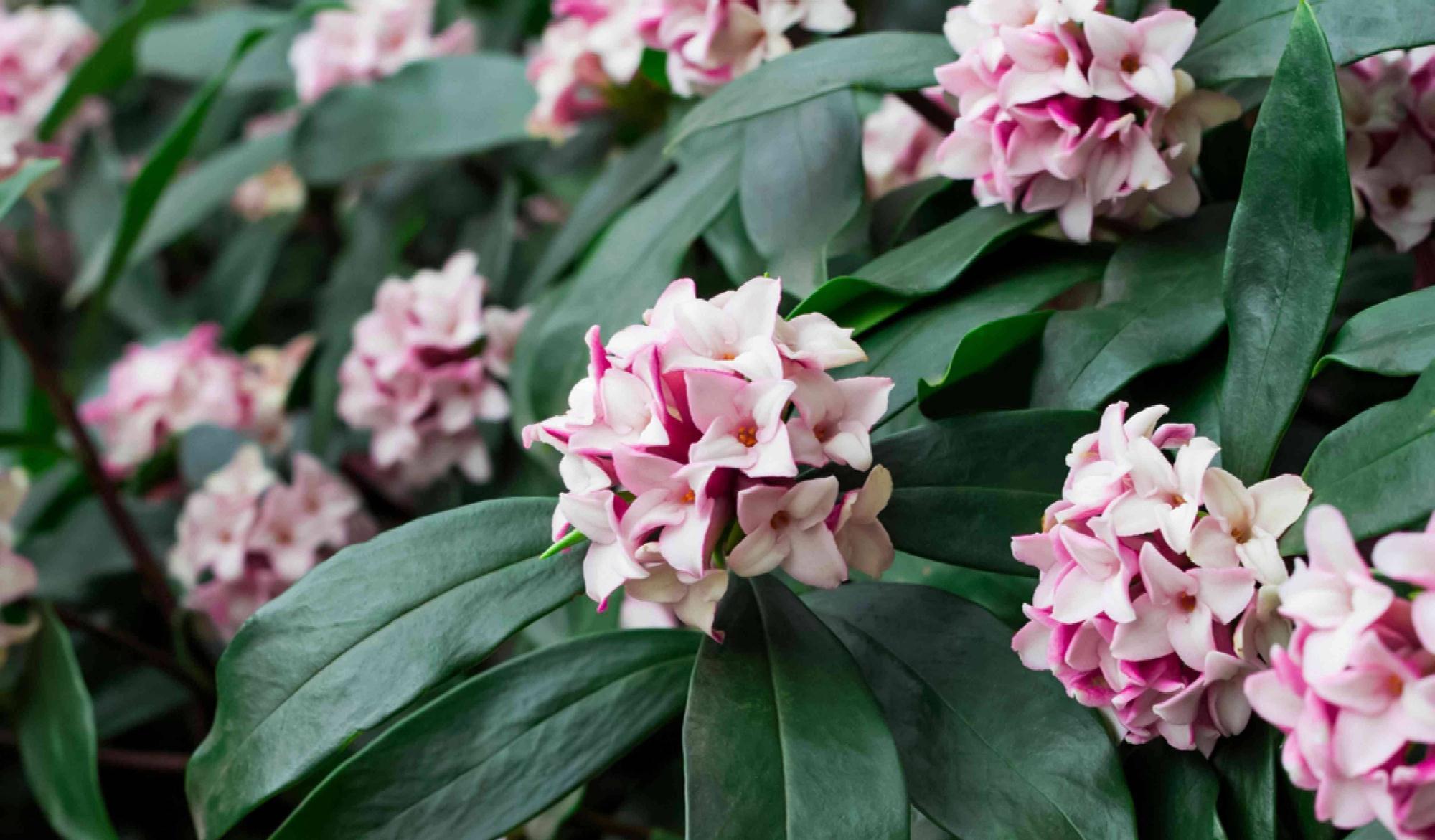 冬季养金边瑞香，做好2步很关键，过冬很顺利、花多香浓