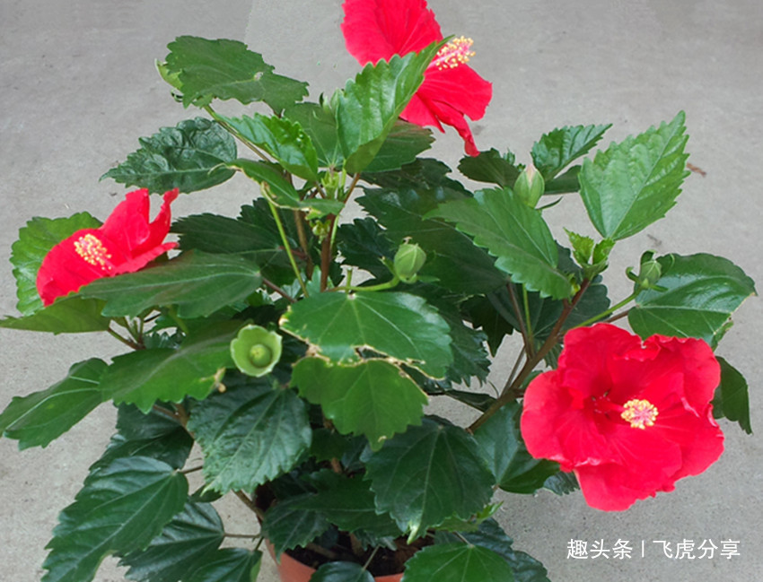 盆栽|五种常年不落花的居家盆栽，花开四季，比长寿花好看还好养