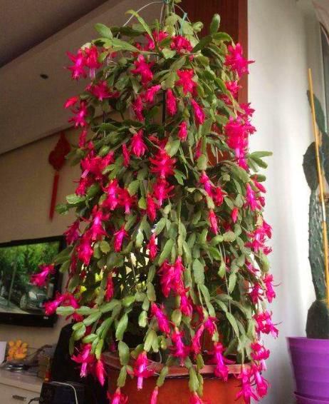 生活中有3种“黑东西”,都是养蟹爪兰的“好宝贝”,养1盆爆1盆