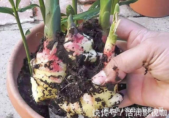 生姜当盆栽,3个月变成10盆,摘一茬吃一茬,不花一分钱,太值了