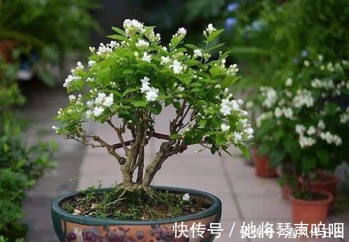 花卉|养了3年的茉莉花变老桩,长成“巨无霸”,清香宜人大半年!