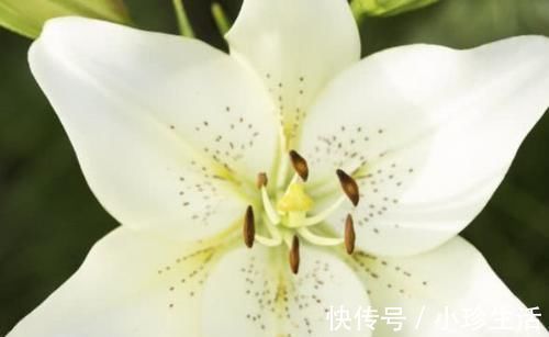 救星|失眠的“救星”找到了,睡前来一点,安神静气,让你夜夜睡得香