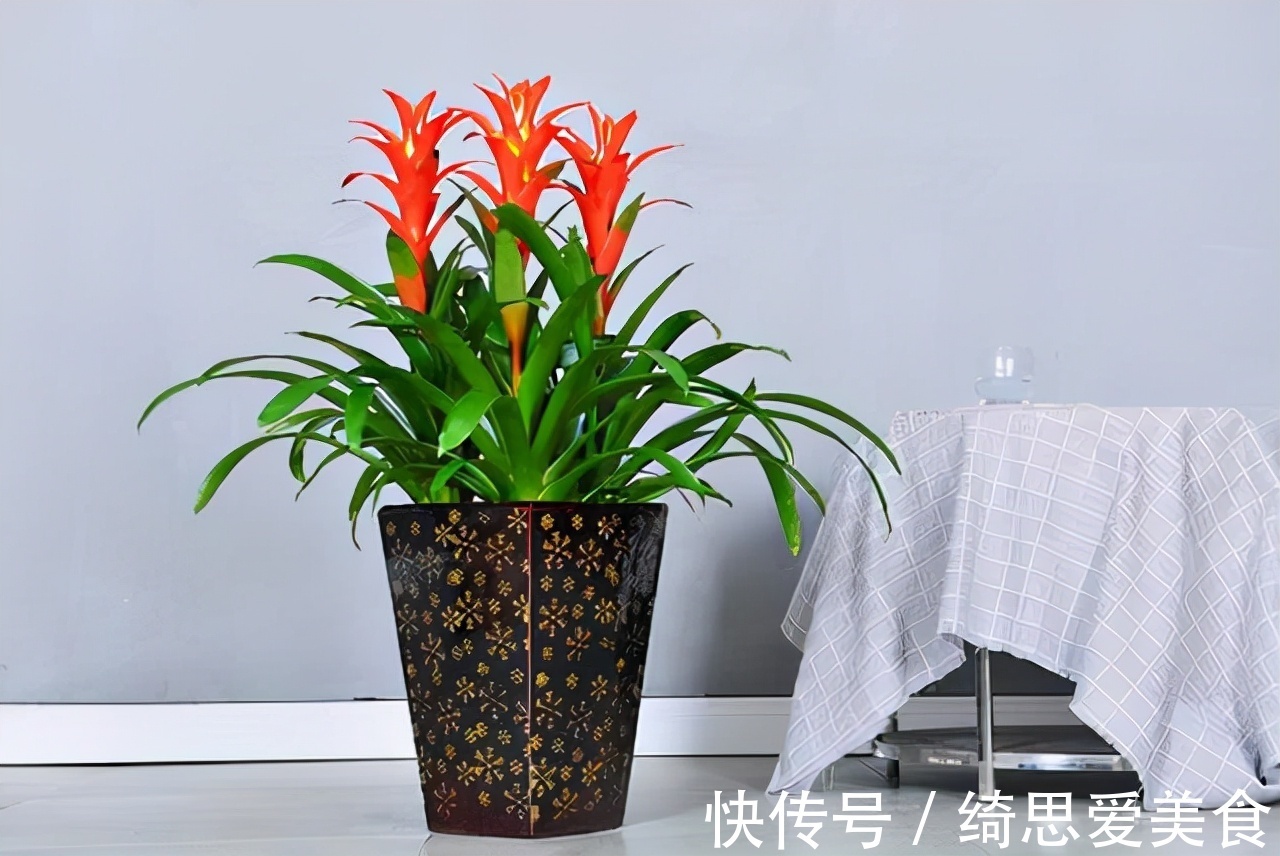 客厅想养“健康花”,建议从这12种里面选,不仅养人,还大气吉祥