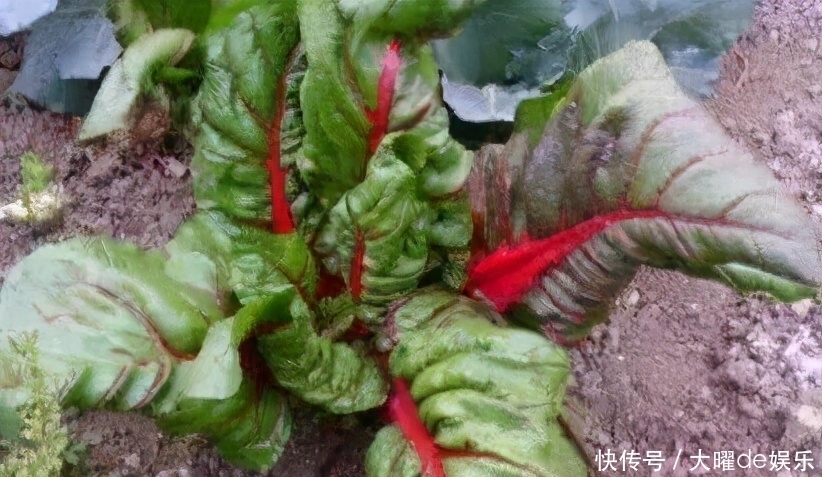 人到中年想長壽，堅(jiān)持吃3種食物，排毒清腸，降壓減脂，早吃早好