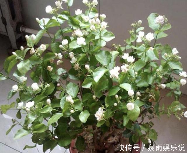 花盆|“1种它”家家都有,月季、茉莉花很喜欢,发酵后埋土里,开花多