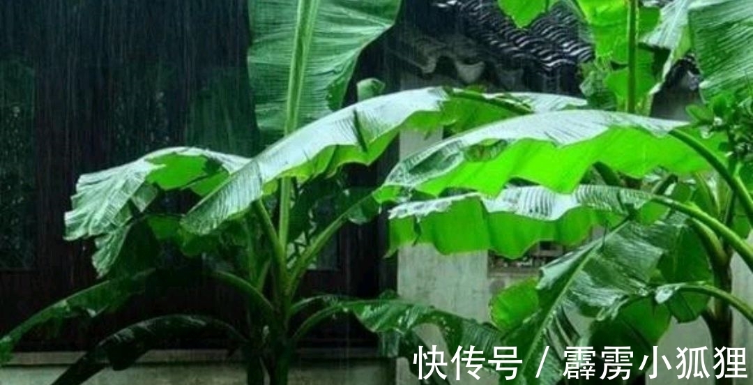 潇洒@张镃《菩萨蛮·芭蕉》,空灵含蓄,意境清幽,给人以意犹未尽之感