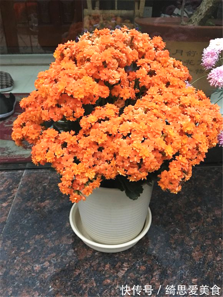 客厅想养“健康花”,建议从这12种里面选,不仅养人,还大气吉祥