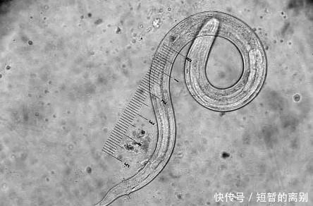 功能|10个趣味冷知识!手有哪些奇妙的功能呢不解释,你懂的!