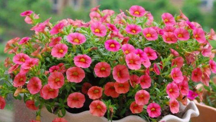 4款艳美的花卉,花大色艳花期长,一年四季花开不停,开花量大