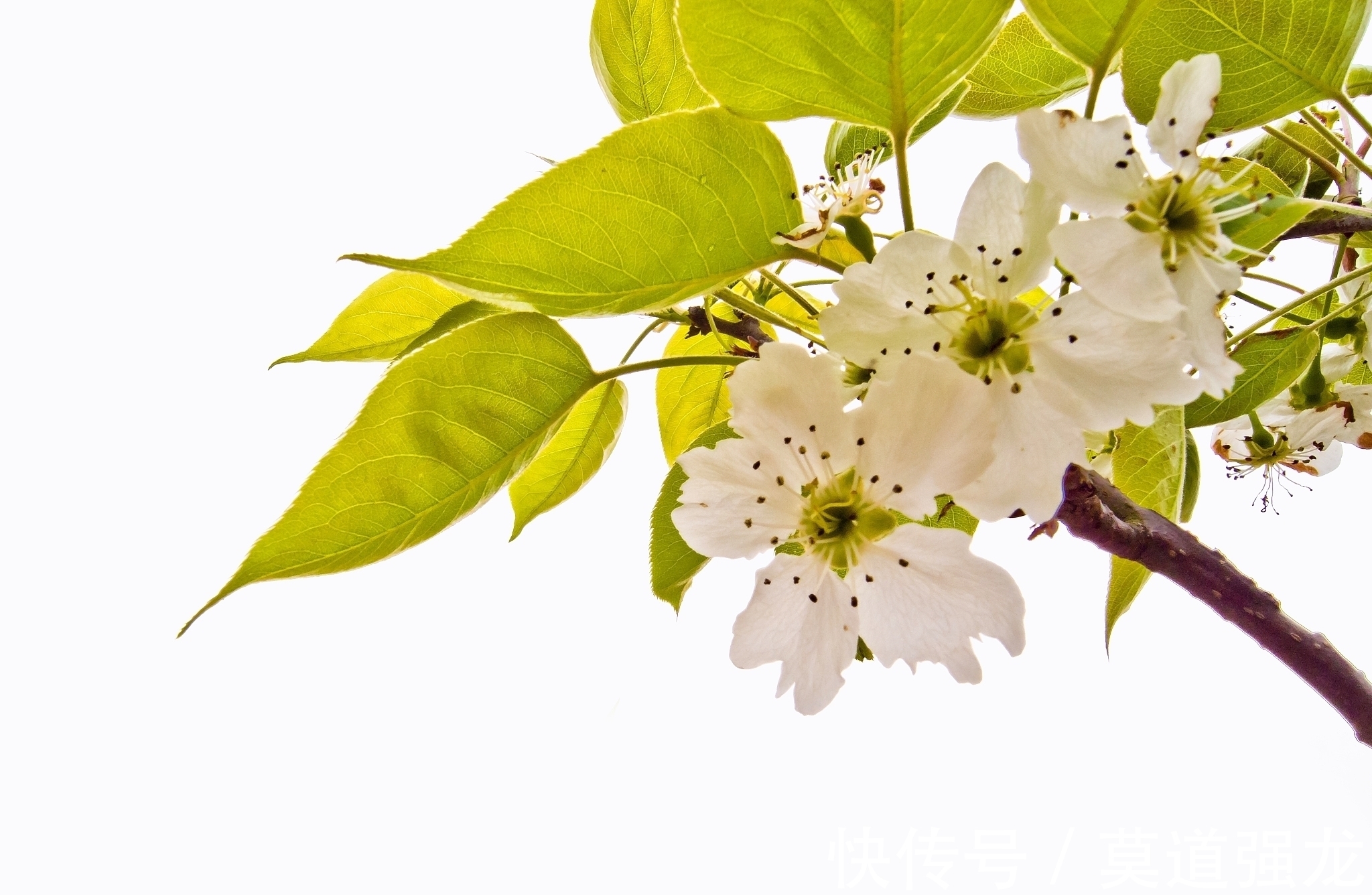 院落#古代梨花诗七首,其中一首是西游记作者吴承恩所作,您喜欢吗