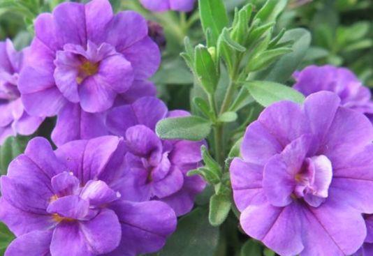 叶子花|从7月3号开始,家养这些植物,四季有花赏,越养越喜欢