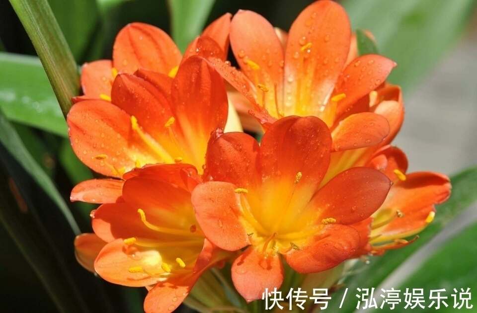 红艳艳|谁说君子兰在夏季休眠不开花只需一招,照样开花爆盆红艳艳