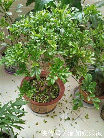 叶子|米兰掉叶不要急，用对方法就能枝繁叶茂