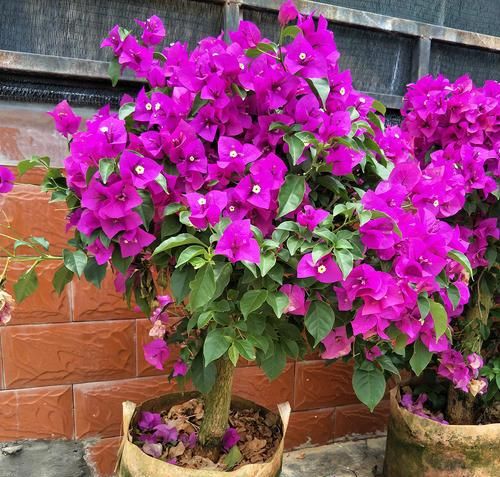 3种漂亮花，最爱吃剩饭，每月喂1碗，花量翻一番