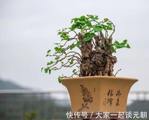 铁树|能养100年的花，养一盆成传家宝，越老越值钱！
