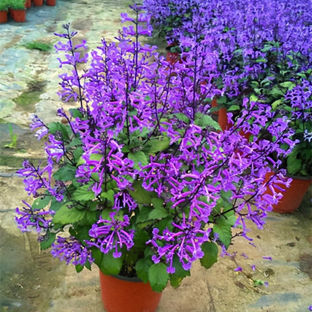 扦插|邻居的院子夏日几乎没“蚊虫”,原来是因为养了3种花,我也要养