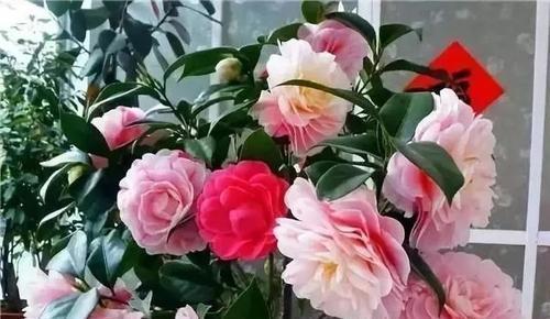 养花的时|什么淘米水、黄豆水,都不如1勺粉末,用来养花,花开爆盆