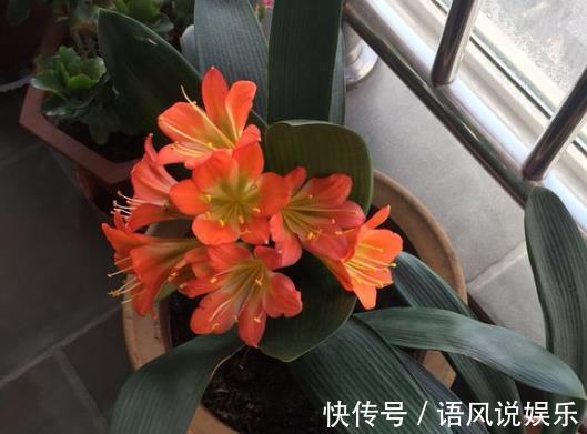 花盆|君子兰不开花此2种“废料”丢盆里，花苞不断冒，开花100天