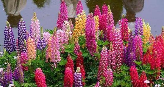 种子发芽温度|养花却不知道什么时候播种,看了此个就知道了