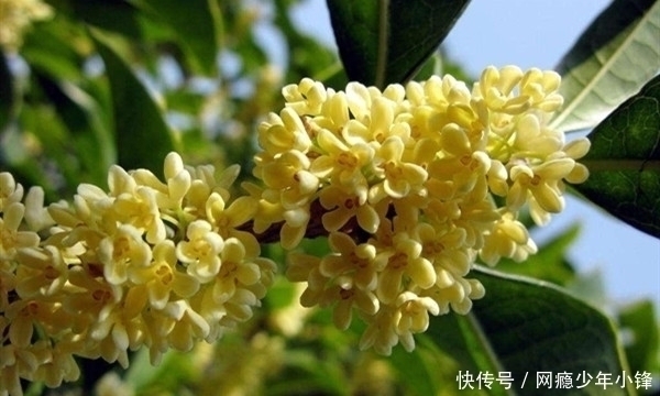 王夫人!袭人已成宝玉姨娘,蒋玉菡为何甘愿娶她?她的花名,透露卖主求荣