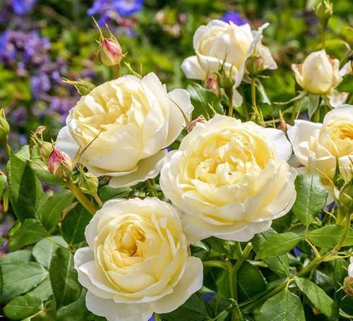  花朵|美艳动人的3款花，种植容易，花期几乎全年，观赏价值高