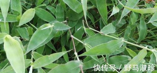 野菜|只有老农民才认识的这种野草,长得像竹叶,如今20元一斤成稀罕