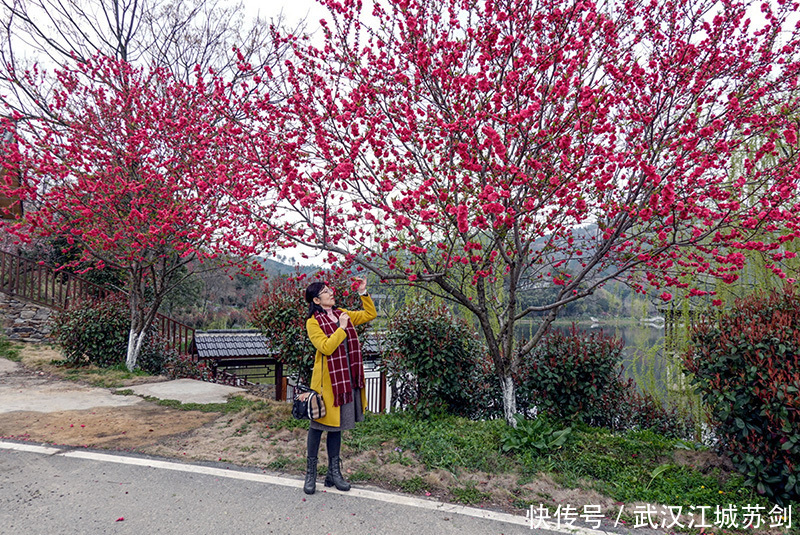 灼灼碧桃艳春色、花乡茶谷春满园