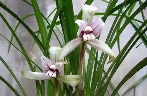 瑞香花|全国56市市花,太美了