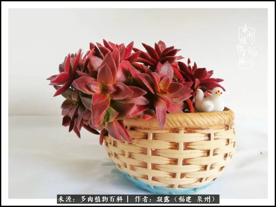 喜欢养肉,喜欢赏肉,更喜欢拍,如此怎能不掉肉坑