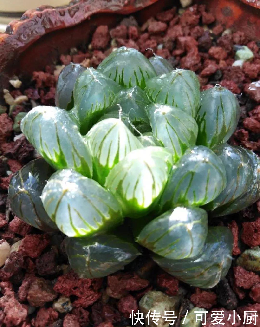 多肉盆栽植物:多肉品种太多了,简单分成6大类,看完再也养不死