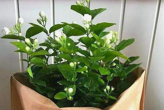 这2样东西看似平淡无奇,用作养花却不一般,增肥效果极好