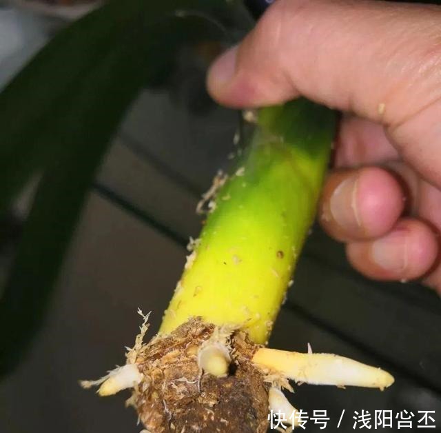 30年的君子兰,长出粗壮大老桩,砍还是不砍!