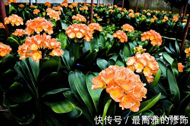 神器|君子兰盆中放入三种“神器”,不烂根不黄叶,花朵爆盆