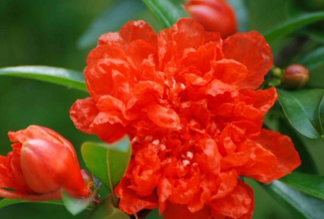 喜欢养护花卉,就养全年都开花,见光就旺,漂亮胜牡丹的花卉!