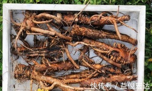 三七粉|养生除了枸杞、黄芪,不要忘了此物,清热解毒,溶血栓,降三高