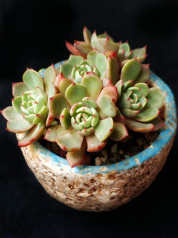 成长|与多肉一起走过的日子,见证多肉的成长过程!