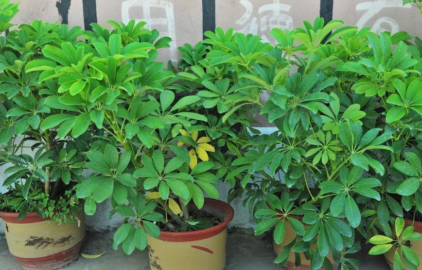 鸭脚木|夏季养鸭脚木，除了打理好基础外，还需多注意2点