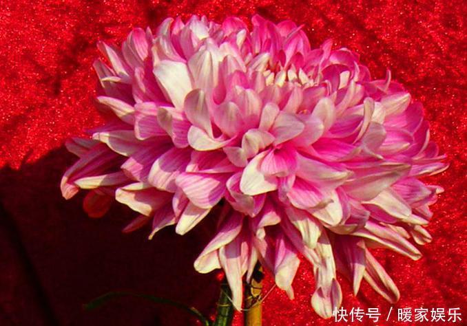 喜欢菊花,不如养盆“稀世名菊”七彩莲花,似美人偏偏,娇艳高贵