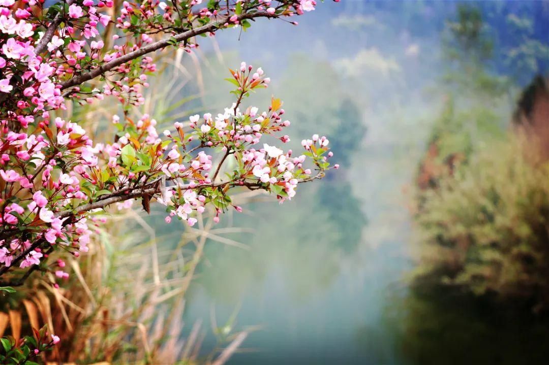 巴中经开区九寨山花开正盛，这个“三八”节邀您来“撞春”