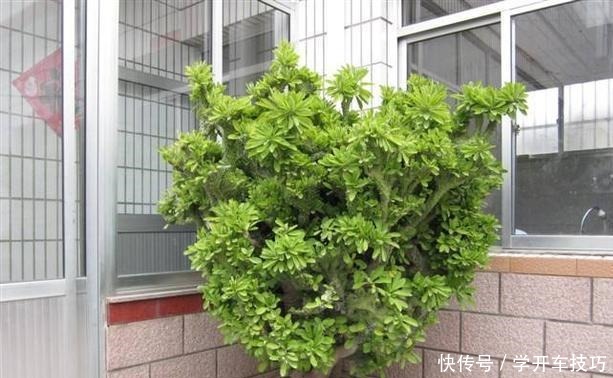 镇宅盆栽“玉麒麟”,做好4点长的旺又快,威武霸气“传家宝”!