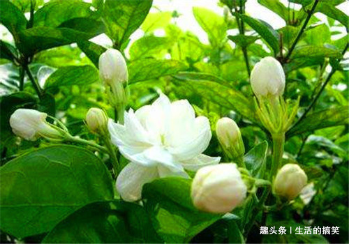 常吃|女性过了40岁，常吃4种食物，排毒素，减肥消脂，营养又瘦身