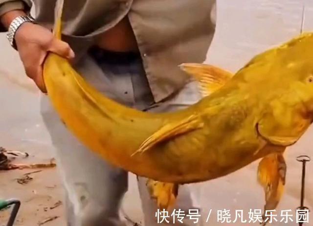 黄河|罕见！黄河“巨型黄辣丁”被人钓起，钓友：太大了，还能吃吗