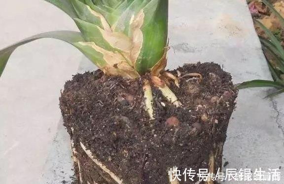 君子兰用这个土来养,根系肥壮,叶子又厚又亮,花开的越来越多