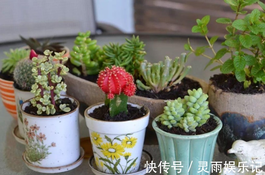 天气渐热，盆栽多肉这3地方该小心了，不然度夏难、化水易