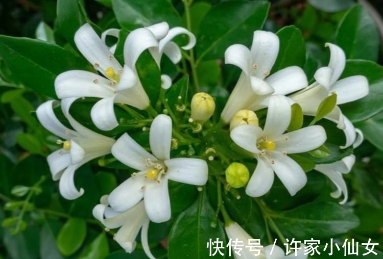 花香|最香的“4种花”，好养又漂亮，花香醉人，一养就上瘾