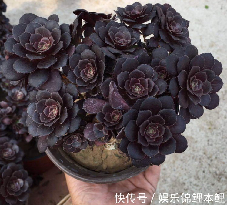 养殖|养多肉有3个基础要领,盆栽法师,再多注意2细节,轻松养好