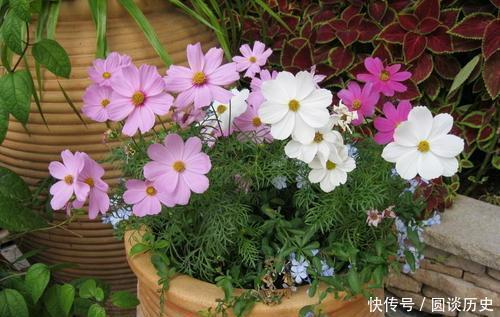 开春种上4种花，几粒种子撒土里，一开花就惊艳了时光！